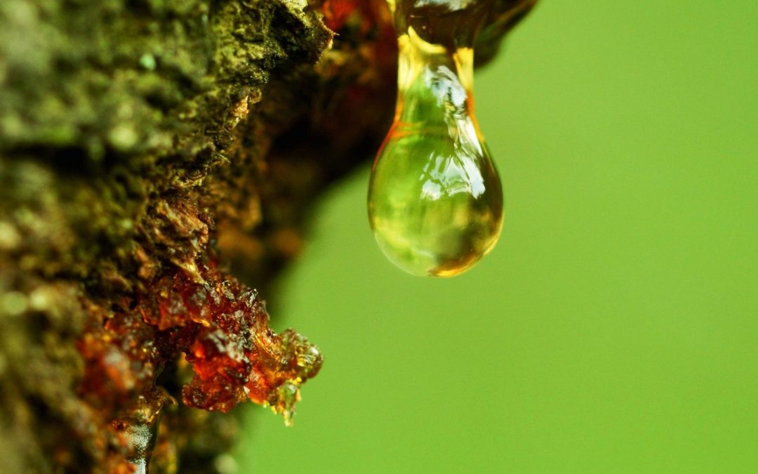 How to Remove Tree Sap from Your Car's Exterior DC Clear Auto Bra